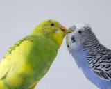 Due cocorite, una gialla e verde, l'altra blu e bianca, si scambiano un tenero bacio.