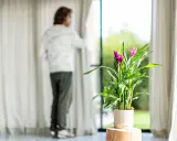 Un homme regarde par la fenêtre, à côté d'un curcuma Siam Splash. L'entretien de cette plante est simple pour un tel éclat.