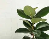 Ein Gummibaum mit glänzenden, dunkelgrünen Blättern vor einer weißen Ziegelwand. Tipps zur Gummibaum Pflege für gesunde, üppige Blätter.