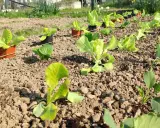 Jeunes plants de salade à couper, prêts à être repiqués dans le potager. Le soleil illumine les feuilles vertes tendres.