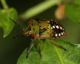Eine bunte chinesische reiswanze mit roten und weißen Punkten auf dunklem Hintergrund sitzt auf einem grünen Blatt.