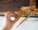 Main d'une personne tenant un morceau de bois rongé par les termites, révélant un petit trou dans le bois.