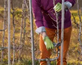 Taille d'un pommier en espalier, ses branches fines sont guidées par des piquets en bois.