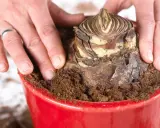 Hände bedecken eine Amaryllis-Zwiebel mit Erde in einem roten Topf. Die richtige Amaryllis Pflege beginnt mit dem Einpflanzen.