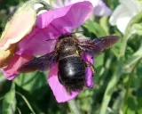 Grosse abeille charpentière sur une fleur rose. Bien que souvent inoffensives, leur taille peut impressionner et susciter un sentiment de danger.
