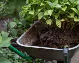 Hortensja z bryłą korzeniową w taczce, gotowa do przesadzenia. Idealny czas, kiedy można przesadzić hortensje, to wiosna lub jesień.