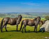Zwei Dartmoor Ponys stehen auf einer grünen Wiese mit Blick auf eine hügelige Landschaft unter blauem Himmel.