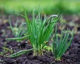 Jeunes pousses d'oignons dans le sol, avec des gouttes de pluie sur les feuilles vertes. Le semis d'oignon prospère.