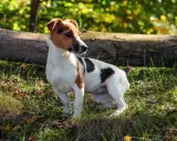 Wesoły terier jack russell w słoneczny dzień w lesie, z zaciekawieniem obserwuje otoczenie.