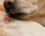 Pies liże zaczerwienioną, podrażnioną skórę, objaw pchle zapalenie skóry.