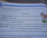 Opis zwierzęcia klasa 3: mała, chuda sarenka o beżowej sierści, płochliwa i wystraszona.
