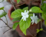 Fleurs blanches délicates de jasmin en pot, avec des feuilles vertes luxuriantes.