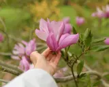 Delikatna dłoń dotyka różowej magnolii, przypominając o tym, jak sadzić magnolie, by cieszyć się ich pięknem.