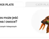 Jamnik z marchewką w pysku. Dowiedz się, jakie warzywa może jeść pies, aby jego dieta była zdrowa i bezpieczna.