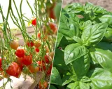 Tomates mûres et plant de basilic vert. Le basilic est un excellent choix pour savoir que planter à côté des tomates.
