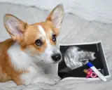 Corgi patrzy na zdjęcie USG i test ciążowy, zastanawiając się, kiedy pies może zajść w ciążę.
