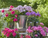 Jardinière avec composition de géraniums roses et violets, dans des pots variés, sur une étagère en bois.