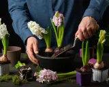 Händer planterar doftande hyacinter i rabatten. Vita, rosa och ljusgula blommor förbereds för våren.
