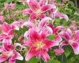Vibrant pink lilies bloom, a beautiful reminder of when to transplant lilies for optimal growth.