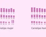 Cariotipo humano femenino (XX) y masculino (XY), mostrando los pares de cromosomas ordenados.
