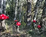 Hongos rojos tejidos adornan la ruta de los duendes en el bosque.