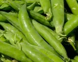 Gros plan sur des gousses de petit pois vertes et fraîches, prêtes à être récoltées. La culture petit pois est une tradition printanière.