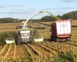 A CLAAS forage harvester chops corn, filling a trailer. This corn silage is used for animal feed, preserving nutrients for livestock.