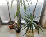 Rośliny doniczkowe, w tym aloes, stoją przy oknie. Czy aloes jest trujący dla kota? Nie, aloes nie jest trujący dla kota, ale może powodować problemy żołądkowe.
