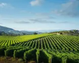 Grüne Weinberge erstrecken sich über Hügel, ein malerischer Anblick, der an den frischen Geschmack von vinho verde erinnert.