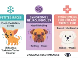 Un petit chien qui tremble, peut-être un Chihuahua, est montré à côté d'informations sur les petites races et le syndrome du chien blanc trembleur.