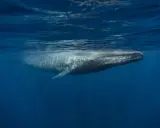 A blue whale swims underwater, its body illuminated by sunlight filtering through the ocean's surface.