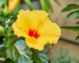 Un magnifique hibiscus jaune vif avec un cœur rouge profond. Ses feuilles vertes et lustrées suggèrent une belle rusticité, promettant une floraison durable.