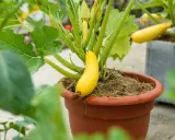 Une courgette jaune pousse dans un pot en terre cuite, entourée de feuilles vertes et de fleurs.