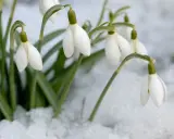Des perce-neige fleurissent courageusement dans la neige, annonçant le retour du printemps.