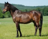Ein braunes deutsches Reitpony steht auf einer grünen Wiese mit Blumen.