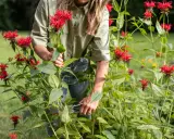 A gardener trims bright red bee balm, a beautiful perennial, in a lush garden.