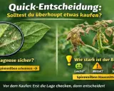 Spinnmilben erkennen und den Befall einschätzen. Bei starkem Befall gibt es Spinnmilben Hausmittel.