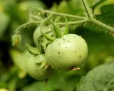 Petits pucerons tomate envahissent une jeune tomate verte sur sa tige.