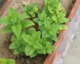 Plantes de menthe verte luxuriantes dans un bac. Apprenez comment tailler la menthe pour une croissance optimale.