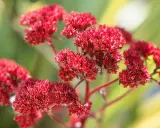 Grappes de fleurs rouges d'une plante résistante à la sécheresse, idéale pour les 10 plantes faciles qui résistent au manque d'eau.