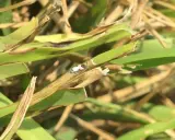 A chinch bug, a common pest in the chinch bug life cycle, rests on a blade of grass.