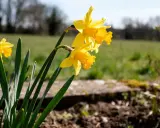 Jonquilles jaunes éclatantes, prêtes à annoncer le printemps. Le moment idéal pour savoir quand planter les bulbes de jonquilles est à l'automne.