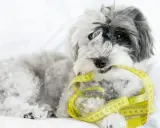Puszysty piesek trzyma w pysku miarkę krawiecką, symbolizującą tabelę żywienia shih tzu.