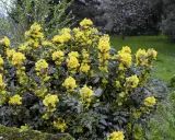 Mahonia: Jakie rośliny sadzić obok? Sekrety pięknej rabaty!