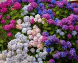 En frodig hortensia med blommor i nyanser av rosa, lila och blått. Denna hortensia trivs i väldränerad jord.