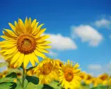 Bright yellow sunflowers bloom under a blue sky. Most sunflowers are annuals, not perennials, but their cheerful faces make every summer feel like a new beginning.