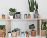 En hylla fylld med olika suckulenter och kaktusar, en sann succulent sorter.
