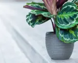 Calathea w szarej doniczce, z pięknymi, wzorzystymi liśćmi. Dowiedz się, jak dbać o tę roślinę.