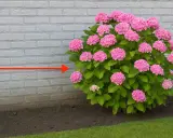 Un hortensia rose luxuriant près d'un mur de briques. La distance suggérée pour planter un hortensia d'un mur est indiquée par une flèche rouge.