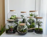 Miniature worlds thrive in glass jars. Różnorodne rośliny tworzą piękny ekosystem w słoiku, zamknięty pod korkiem.